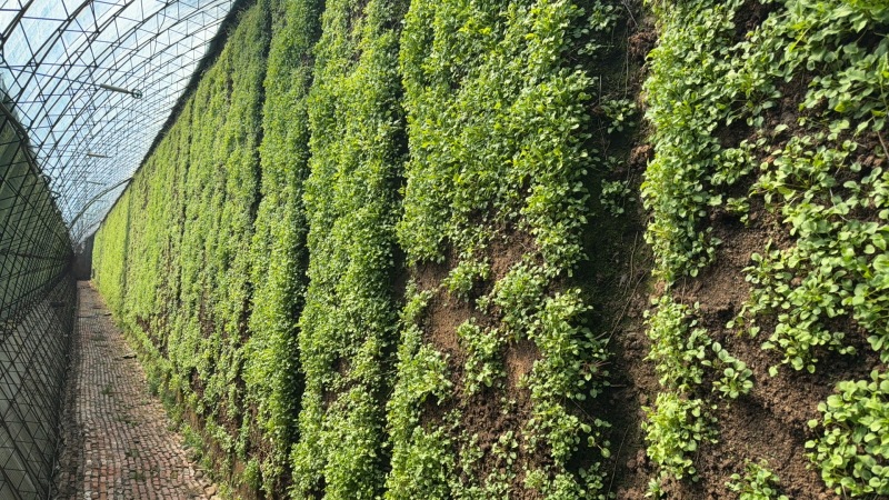 山生菜，，无科技狠活，欢迎选购。