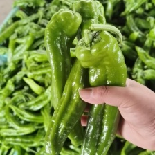 〔实力〕螺丝椒山东辣椒对接市场电商货，团购，一条龙服务代
