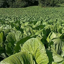 江苏青梗菜 上海青 产地直发 货源充足 欢迎各地老板致电