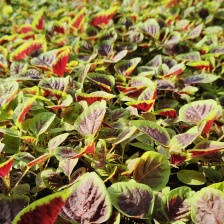 野苋菜小块速冻野苋菜食材餐饮宴席食材
