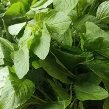 野苋菜小块速冻野苋菜食材餐饮宴席食材