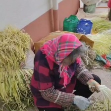 精品地窖韭黄  头茬  ，二茬40-50干货，水洗