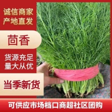 精品茴香大量上市一手货源 走超市，水饺水饺厂欢迎合作