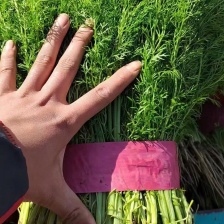 河北邯郸茴香苗大量上市，质量好，可以供应超市，市场，电商