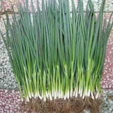 小葱 四季小葱 大量供应可视频看货欢迎来电采购