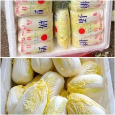 2025春季大棚娃娃菜