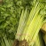 法国皇后芹菜出售，，寿光西芹价格稳定便宜质量好
