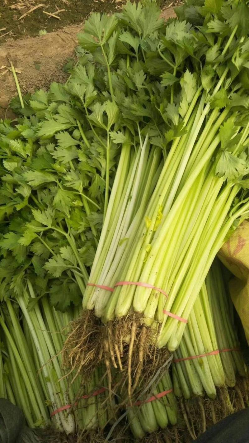 法国皇后芹菜出售，，寿光西芹价格稳定便宜质量好