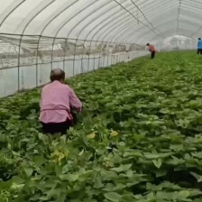 尖叶，圆叶都有