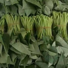 尖叶，圆叶都有