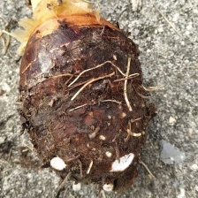 山东芋头8520芋头牛奶芋头货源充足保质保量全国发货