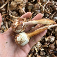 推荐，精品慈菇，颜色白，几乎没有水秀，价格优，货源充足