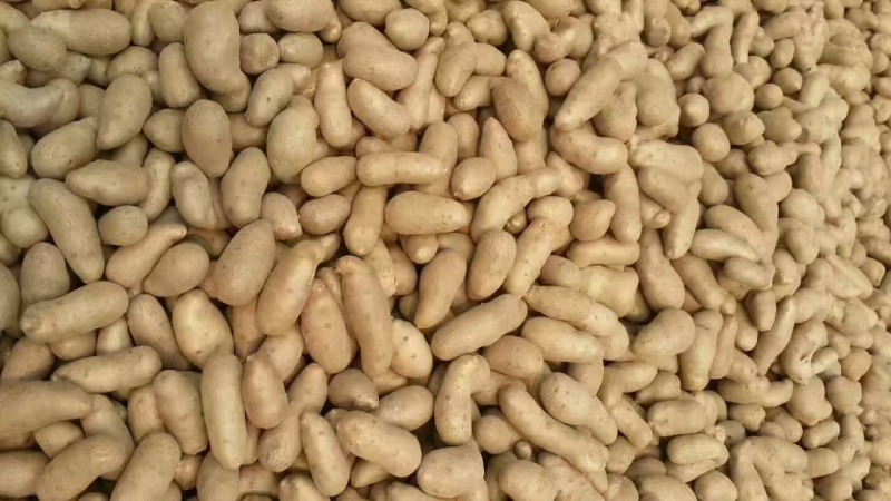 河北蠡县<font color=red>山药</font>豆大量货源 规格齐全  