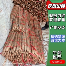 垆土地铁棍山药，产地直发，打捆，网袋各种规格齐全大量供应