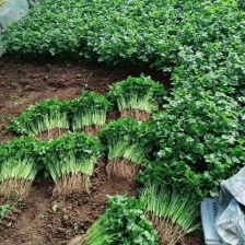 河北唐山 中叶铁杆青<font color=red>香菜</font> 基地直销 