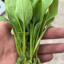 精品鸡毛菜.全年有货
