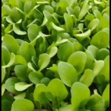 精品鸡毛菜.全年有货