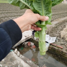 云南大理红尖叶莴笋，莴笋杆子 大量上市中 产地直销 保质保量