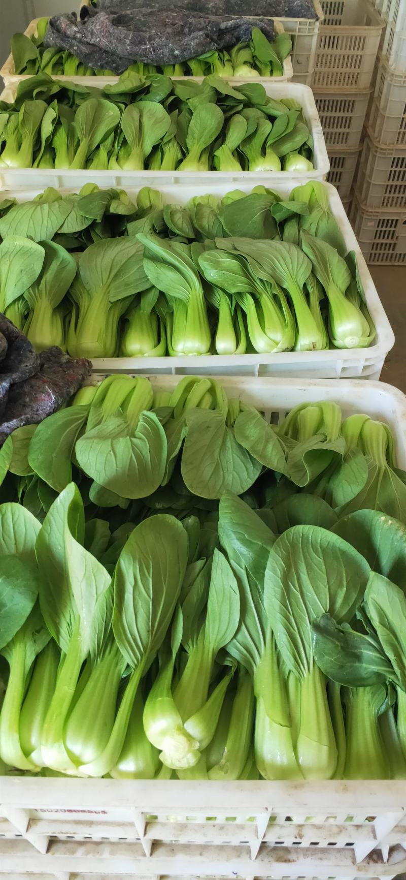 【上海青】发往全国各地市场，全国畅销，大型冷库预冷