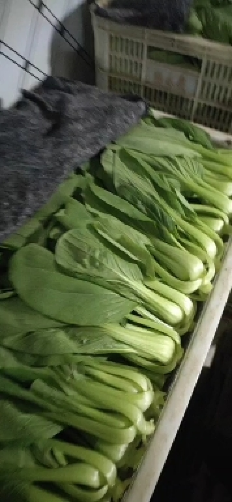 【上海青】发往全国各地市场，全国畅销，大型冷库预冷