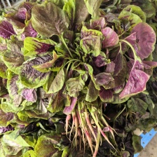 精品苋菜头