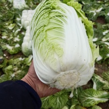 精品黄心大白菜大量上市中