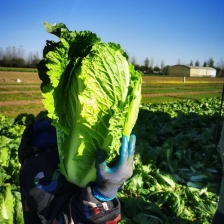 精品黄心大白菜大量上市中