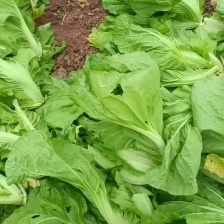 贵州威宁青菜露天种植大量上市