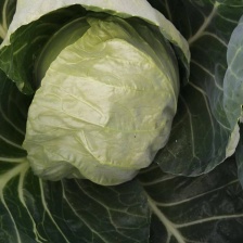 精品莲花白，圆包菜甘蓝大量有货，对接全国市场一手货源