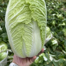 安徽怀远黄心菜菊花心产地一手货源量大价优欢迎随时联系