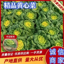安徽怀远黄心菜菊花心产地一手货源量大价优欢迎随时联系