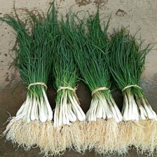 精品荞头 藠头大量有货，产地一手货源 价格实惠 欢迎订购