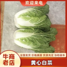 山东精品黄心白菜大量现货 产地一手货源 诚信经营