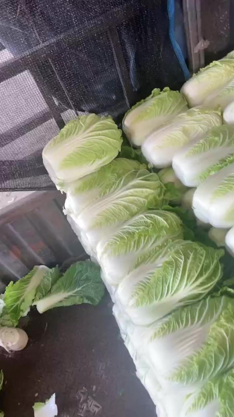 山东精品黄心白菜大量现货 产地一手货源 诚信经营