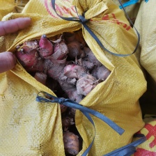 南姜 泰国南姜 泰国白皮南姜 大量有货 常年供应