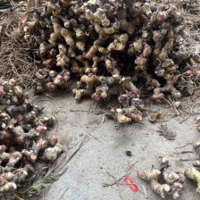 南姜 泰国南姜 泰国白皮南姜 大量有货 常年供应