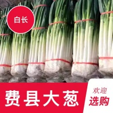 山东省泗水县长白大葱葱白长净菜上车可打捆无伤不老视频实地看货