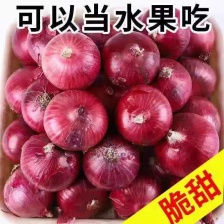 开封通许洋葱大量上市