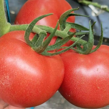 精品山东临沂郯城硬粉西红柿，色鲜果亮，产地批发，保质保量