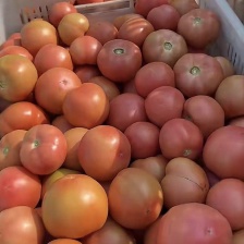精品山东临沂郯城硬粉西红柿，色鲜果亮，产地批发，保质保量
