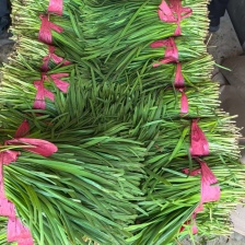 山东大叶韭菜基地种植量大价优现摘现发保证新鲜质量保证