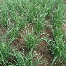 山东大叶韭菜基地种植量大价优现摘现发保证新鲜质量保证