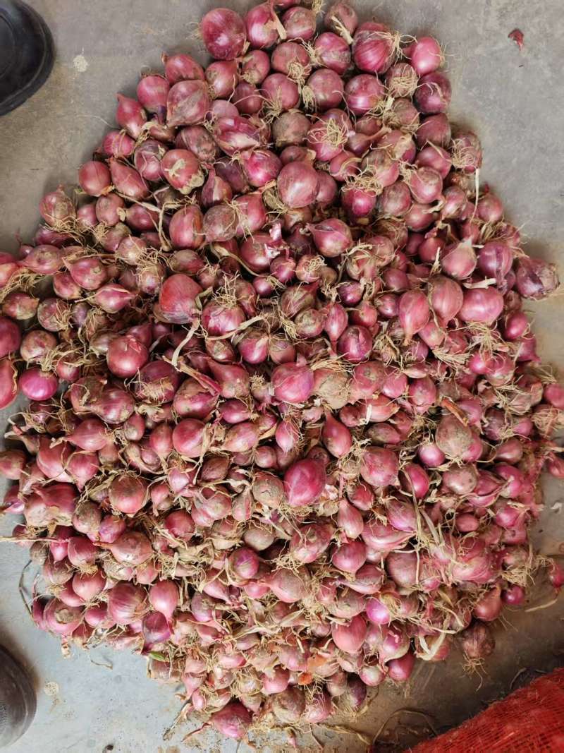 精品红葱头 葱头 大量上市 品质保证 量大从优 一手货源