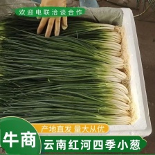精品四季小葱，45-50公分，产地直发，货源充足，全国发货