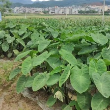 山东优质芋头大球中球小球，二母，通货量大，货源充足