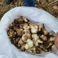 沙地洋姜菊芋鬼子姜高产种子商品货电商货海量货源