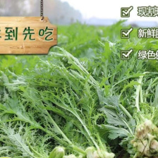 雪里红 基地直销 量大质优 价格优惠 一手货源 欢迎咨询采购