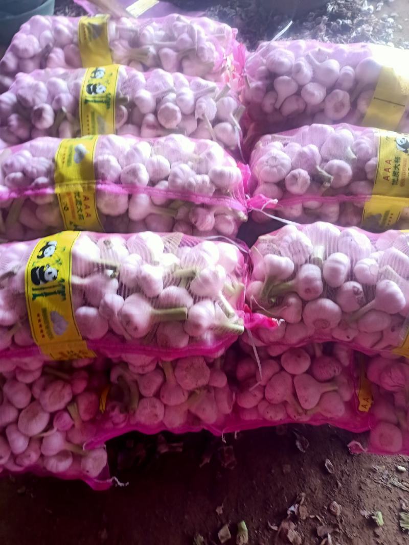 山东大蒜【热卖】新鲜扒皮蒜5cm起步，质量保证可代发全国