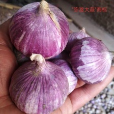 精品山东干鲜蒜米，出口加工，市场蒜米，各种包装，常年现货