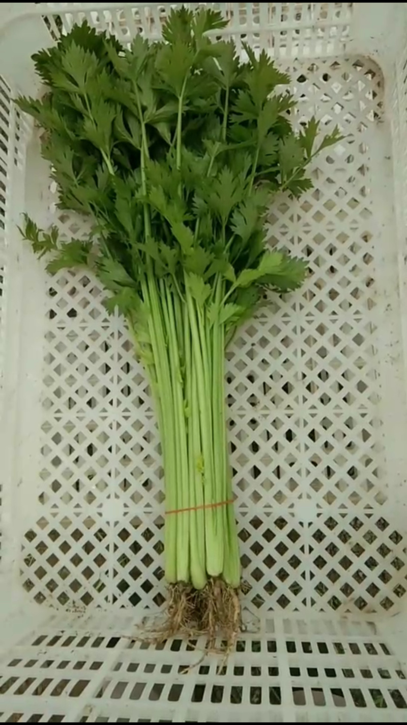 青菜，油菜，快菜，<font color=red>芹菜</font>，生菜